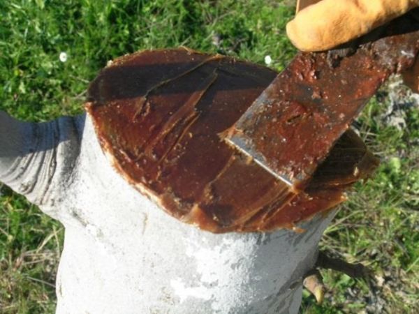 Aşı ve Budama Macunu  1 KG