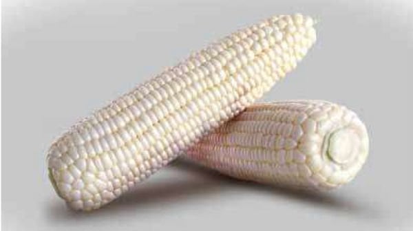 Tatlı Beyaz Mısır Tohumu Mousse F1  - 10.000 Çekirdek