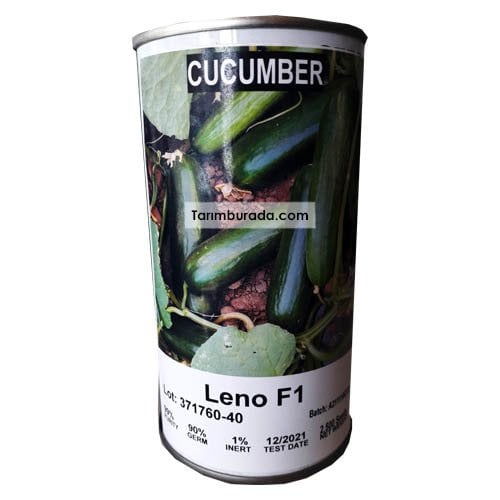 Leno F1 Beit Alpha Hybrid Cucumber Seed - 2500 Seeds