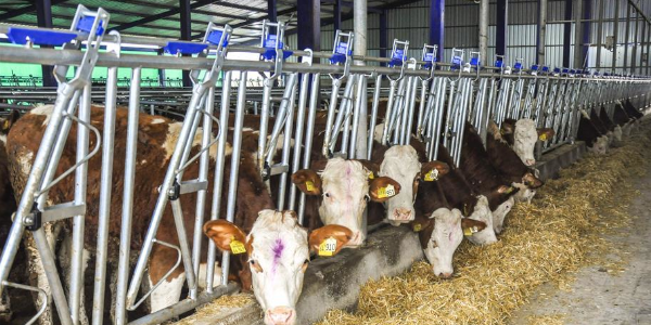 Plastik Yemlik Kilitleme Mandalı Takım