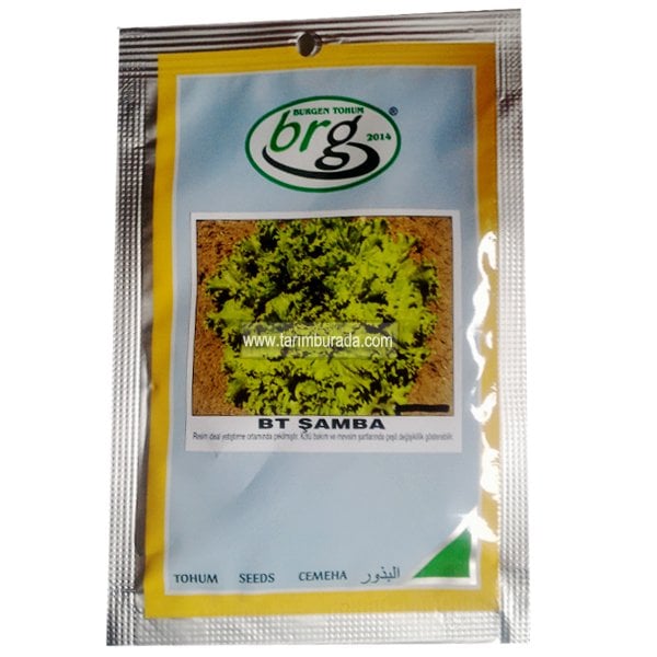 Marul Tohumu Şamba Kıvırcık - 10 Gr