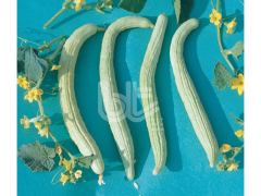 Pickle Seed Bt Anatolia 016 - 10 Gr