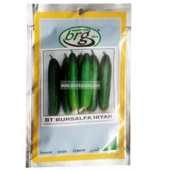 Salatalık Tohumu Bt Bursalpha - 10 Gr