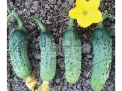 Turşuluk Kornişon Salatalık Tohumu Hibrit Rocket  F1 - 10 Gram