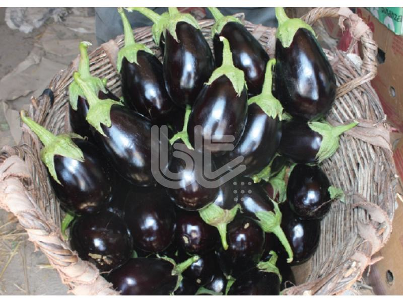 Topan Eggplant Seed Karabaş Topan F1 Hybrid 1000 Seeds