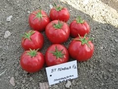 Domates Tohumu Oturak Pempola F1 Hibrit 1000 Adet