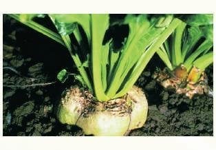 Mohican Pancar Tohumu Kaplamalı