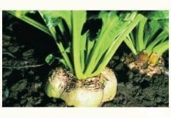 Mohican Pancar Tohumu Kaplamalı