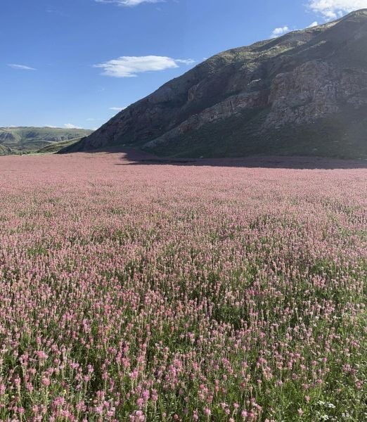 Korunga Tohumu 15 Kg