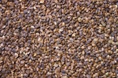 Korunga Tohumu Sertifikalı 15 Kg