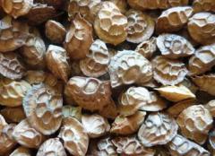 Korunga Tohumu 15 Kg