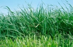 İtalyan Ryegrass Süt Otu Yem Tohumu 25 Kg