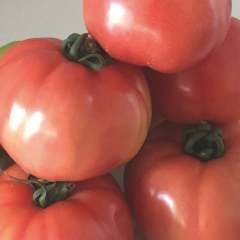 Pembe Sultan  F1 Hibrit Domates Tohumu - 30 Adet