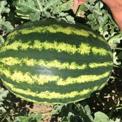 Karpuz Tohumu Crimson 95 F1  - 1000 Adet