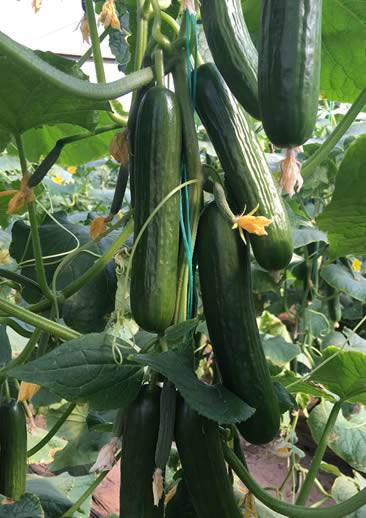 47 Sırık Hıyar F1 Tohumu 15 Adet