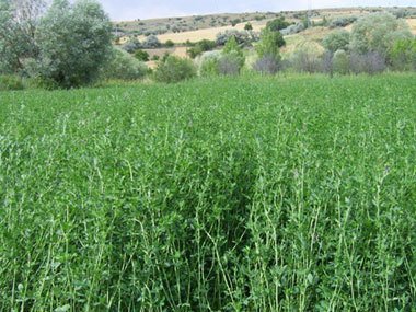 Yonca Tohumu Prosementi (Medicago sativa L.) 10 Kg