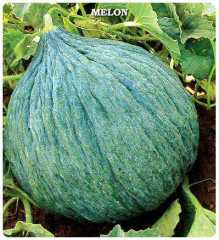 Kavun Tohumu  Hasanbey  - 10 Gr