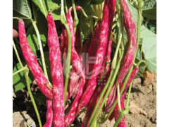 Oturak Barbunya Tohumu  -  Kınalı - 1 Kg