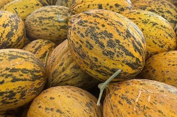 Uzun 598 Kavun  Tohum Kırkağaç  500 gr