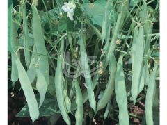 Oturak Fasulye Tohumu (Romano 26) 1 Kg