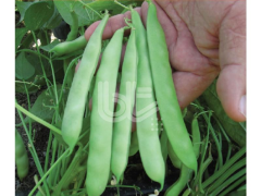 Oturak Early Gina Type Bean Seed Tezeren 1 Kg