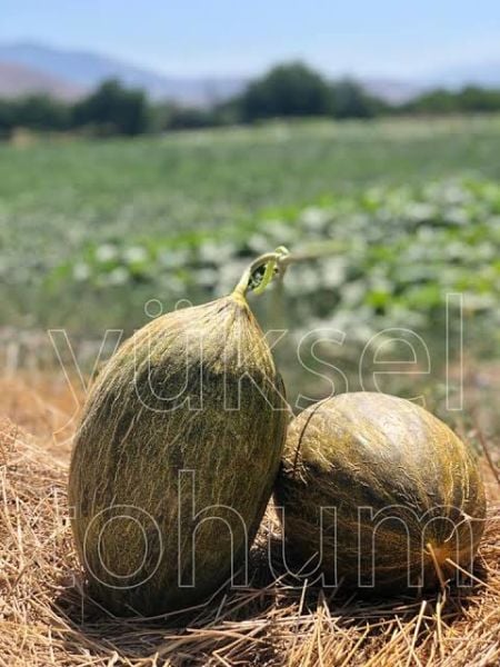 Kavun Tohumu Kallavi F1 Hibrit 1000 Çekirdek