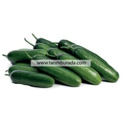 Sera Multi Almond Cucumber Seed Crispy F1- 500 Seeds