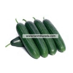 Cucumber Seed Sera Multi Solo F1 - 500 Seeds