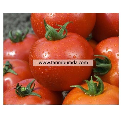 بذور الطماطم خليج إمبالا F1 -1000 بذور