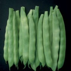 Fasulye Tohumu Oturak Gina - 2 Kg