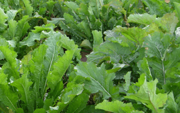 Yem Şalgamı Ot Tipi Tohumu  25 Kg