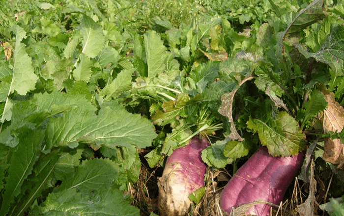 Yem Şalgamı Ot Tipi Tohumu  25 Kg