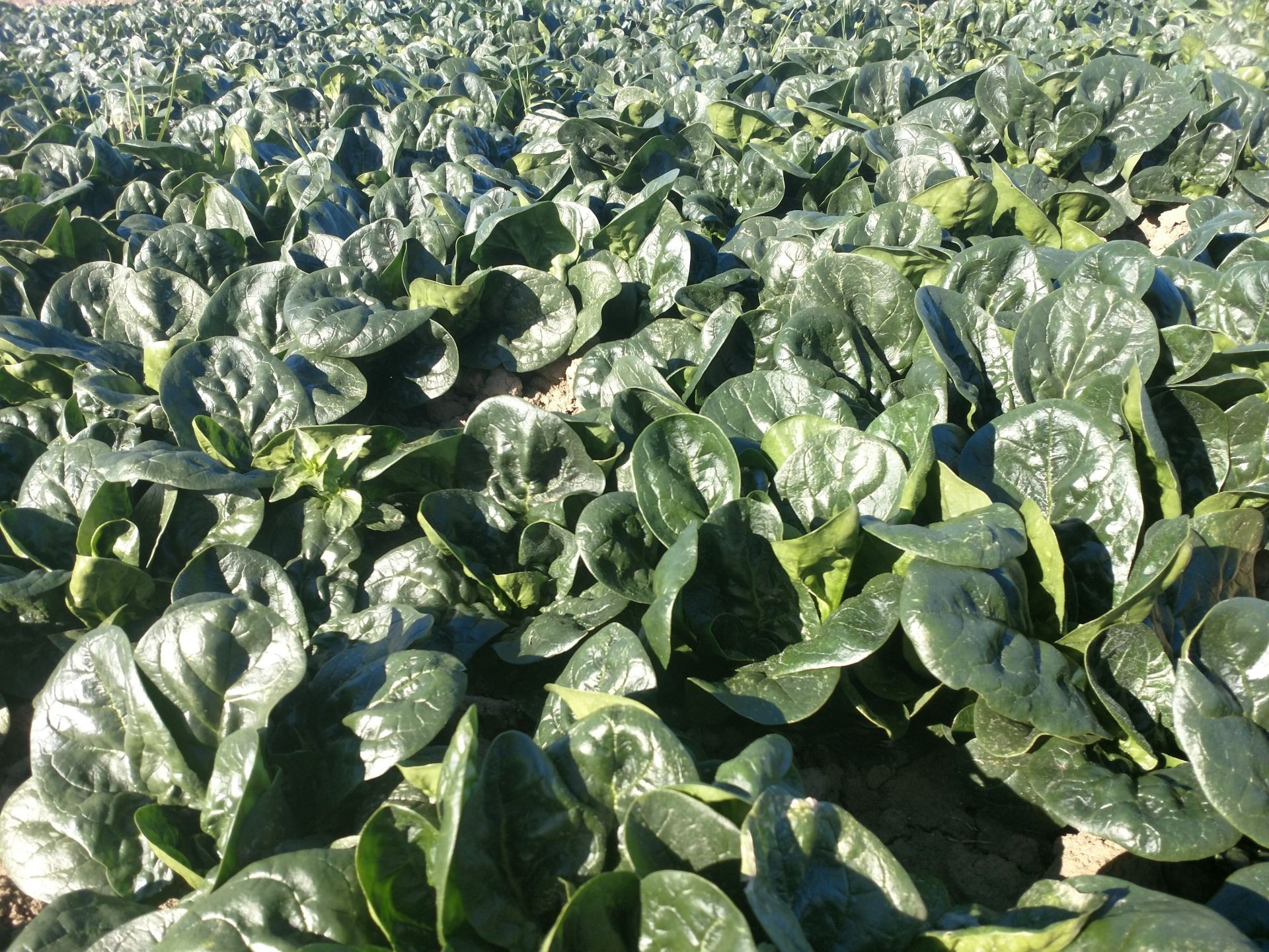 3580 Ispanak tohum 10 KG