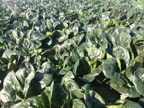 3580 Ispanak tohum 10 KG