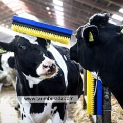 Büyükbaş Kaşıma Fırçası