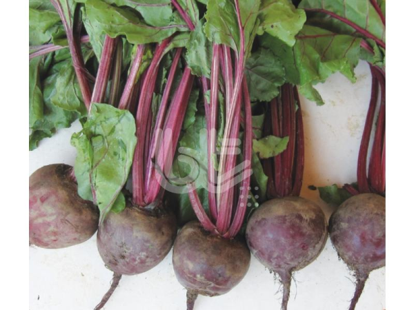 Red Beet Pancina 10 Gr