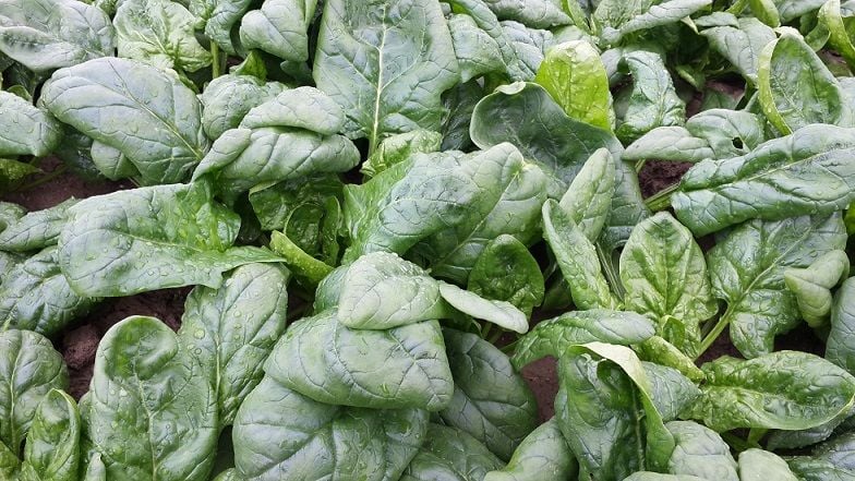 Ispanak Tohumu Matador 10 Kg