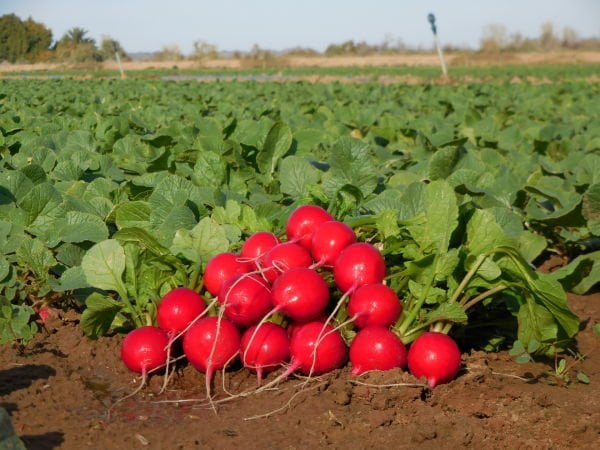 Turp Kırmızı  Hazera Red 500 Gr