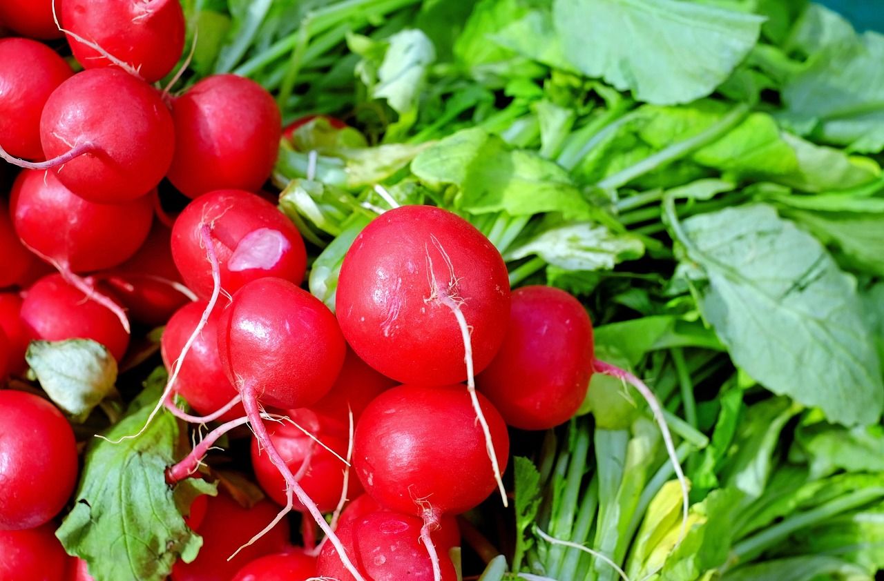 Turp Kırmızı  Hazera Red 500 Gr