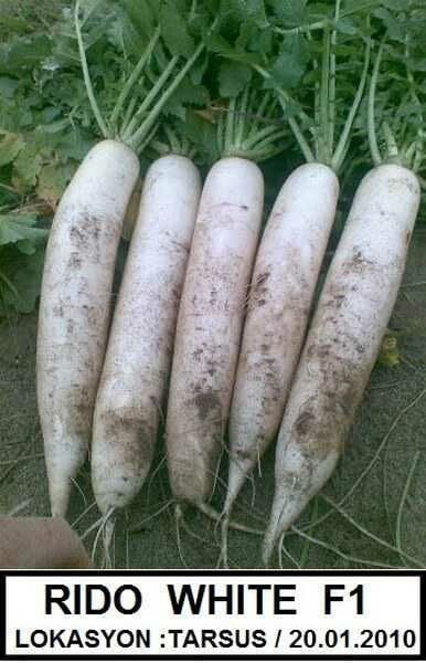 Beyaz Uzun Japon Turp Tohumu Rido 50 gr