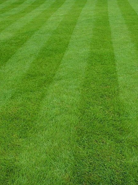 Çim Tohumu Greenking 7'li Karışım 10 Kg