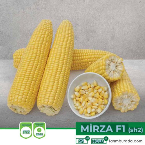 Sweet Corn Seed Mirza F1 - 10,000 Kernels