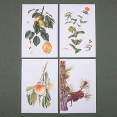 Flora Araştırmalar Derneği Kartpostal Seti - No.1