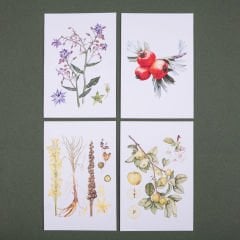 Flora Araştırmalar Derneği Kartpostal Seti - No.2