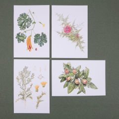 Flora Araştırmalar Derneği Kartpostal Seti - No.4