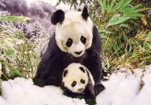 KS Puzzle 100 Parça Animal Planet Panda Mother Anne Panda