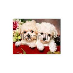 Pintoo P1073 Puzzle XS Yavru Köpekler