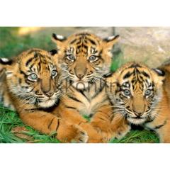 EDUCA 500 PUZZLE 15965 TIGER CUBS