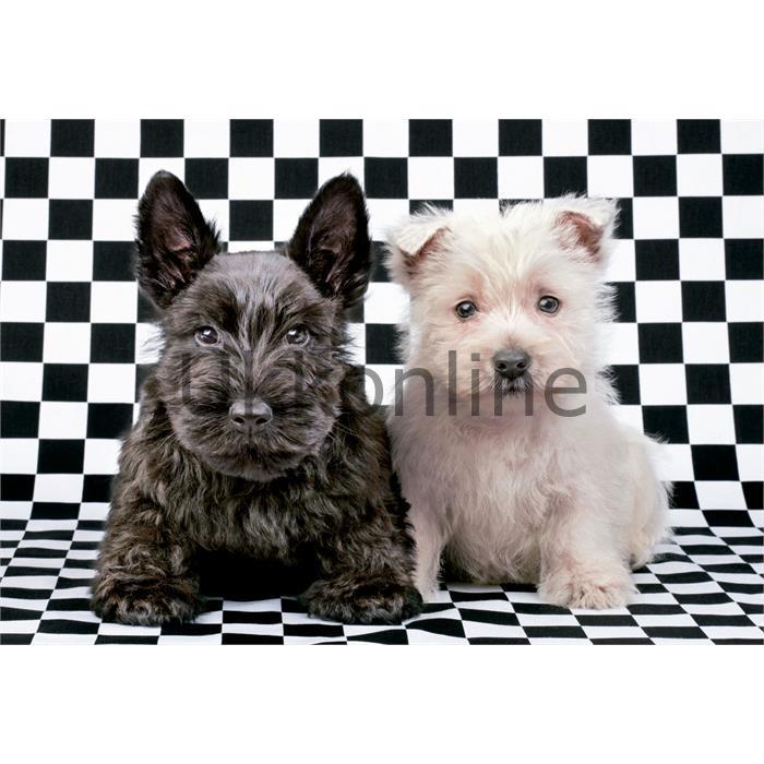 EDUCA 500 PUZZLE 15508 CHECKED TERRIERS