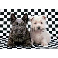 EDUCA 500 PUZZLE 15508 CHECKED TERRIERS